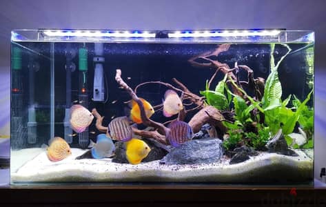 4 Fishtank/Aquarium & 1 Terrarium & Filters For Sale