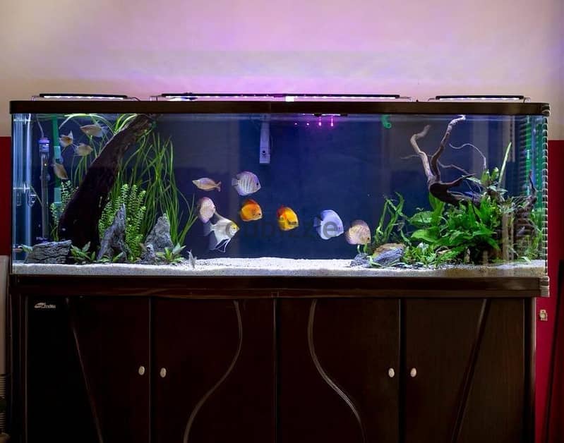 4 Fishtank/Aquarium & 1 Terrarium & Filters For Sale 1