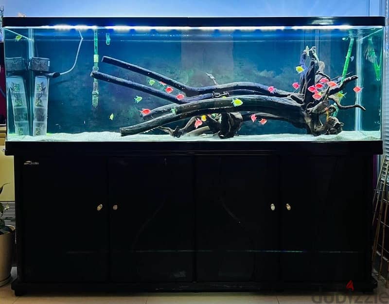 4 Fishtank/Aquarium & 1 Terrarium & Filters For Sale 3