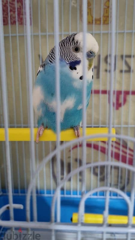 BUDGIE 3