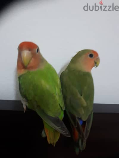 Tamed love birds urgent for sale