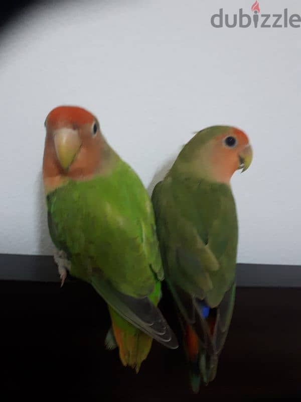 Tamed love birds urgent for sale 0