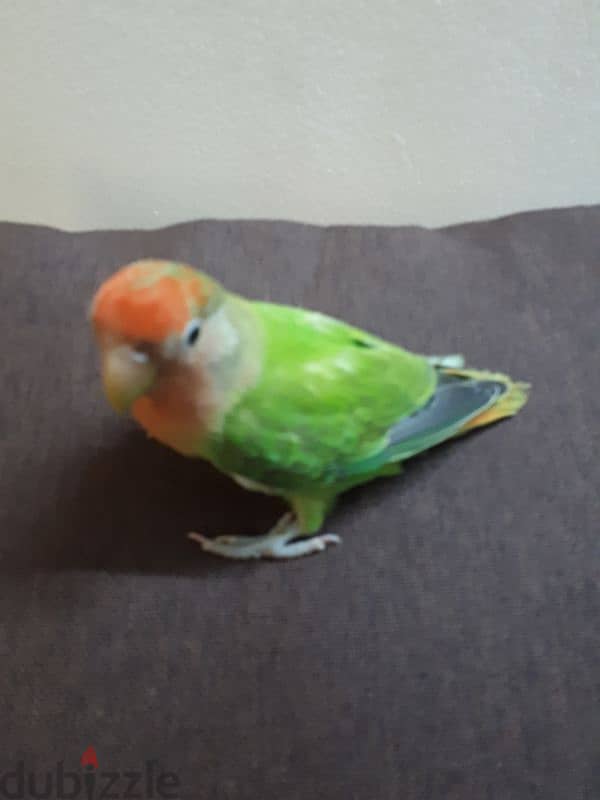 Tamed love birds urgent for sale 1