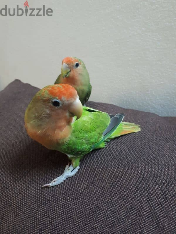 Tamed love birds urgent for sale 2