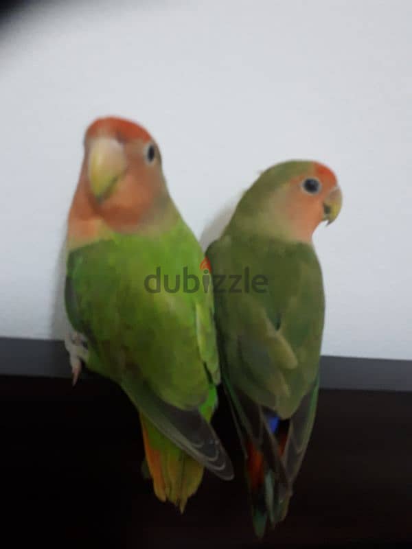 Tamed love birds urgent for sale 3