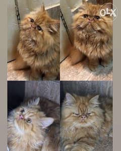 Picky face cats for sale 0