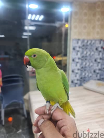 Green neck parrot for sale