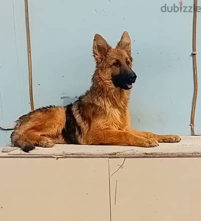 male German sheprd puppies long hair top level