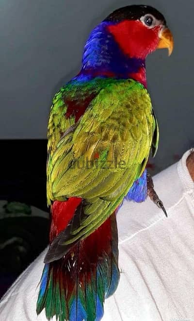 Black Capped Lorikeet لوري بلاك كاب متعلم