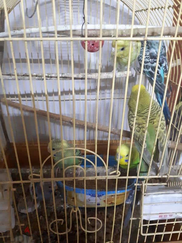 budgies urgent for sale . . (1 pair) 1