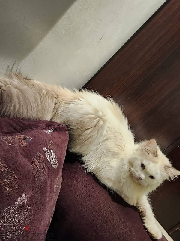 7 months old kitten up for adoption 1