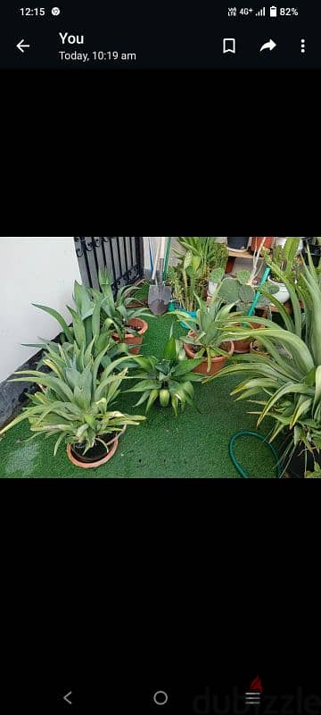 plants  for sale small 2 B. D and big 4 B. D