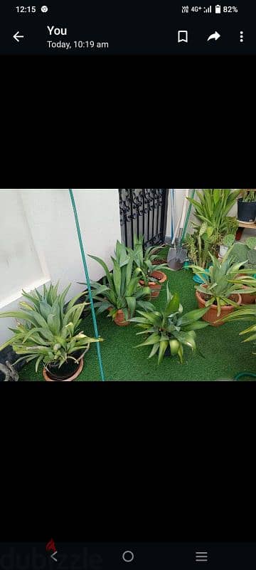 plants  for sale small 2 B. D and big 4 B. D 1