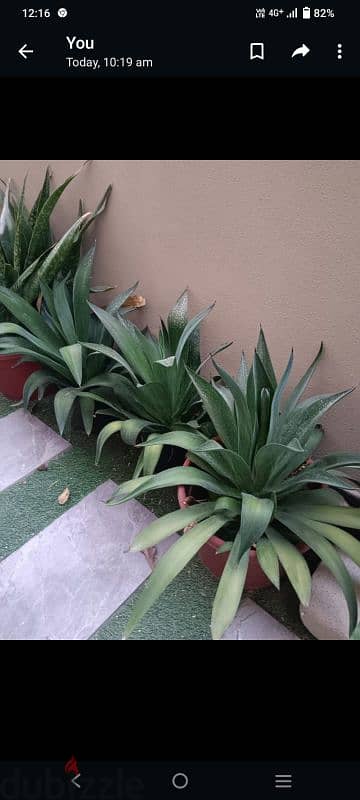 plants  for sale small 2 B. D and big 4 B. D 3