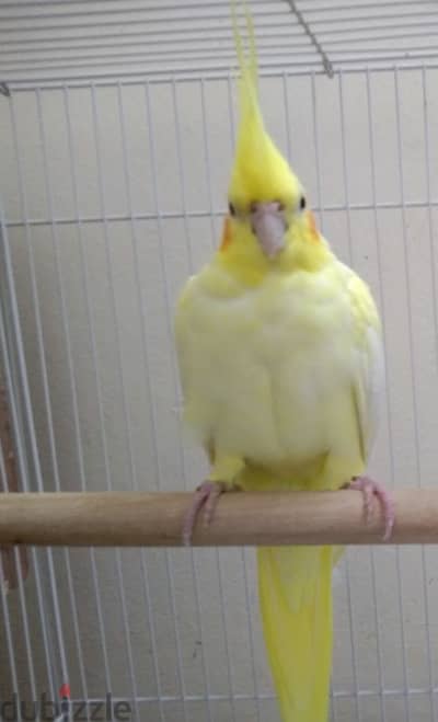 Tamed cocktail female with cage & food urgent sell