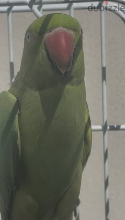 green parrot