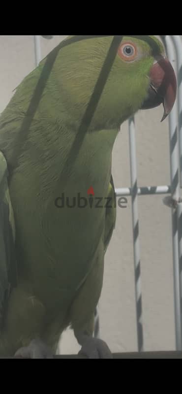 green parrot 1