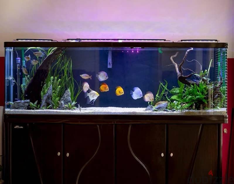 Fish Tank Aquarium with Fishes 2