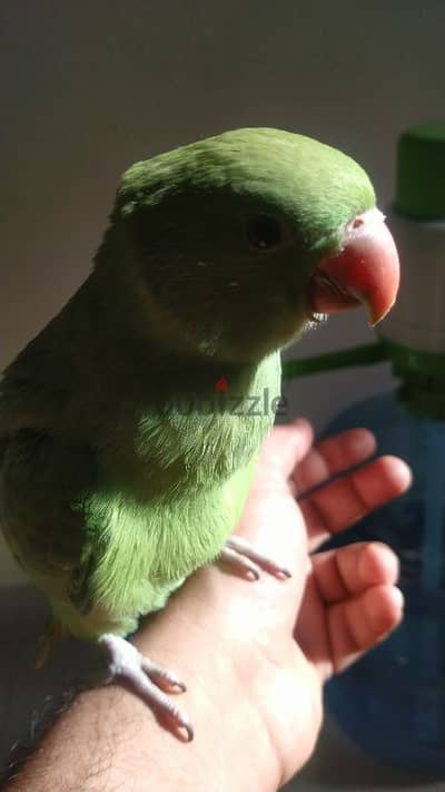 4 month old tame ringneck. .