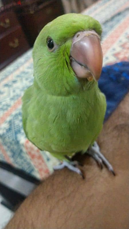 4 month old tame ringneck. . 2