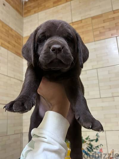 female chocolate labrador