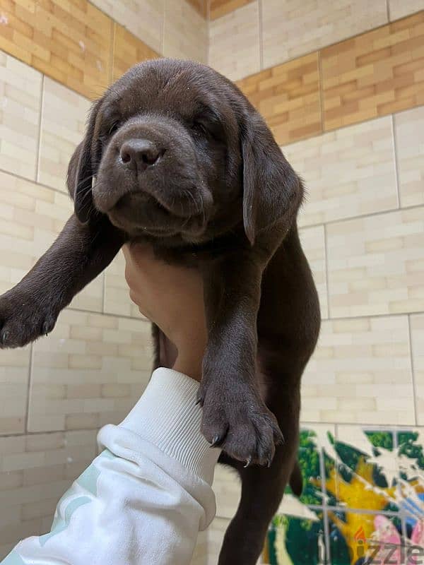 female chocolate labrador 1