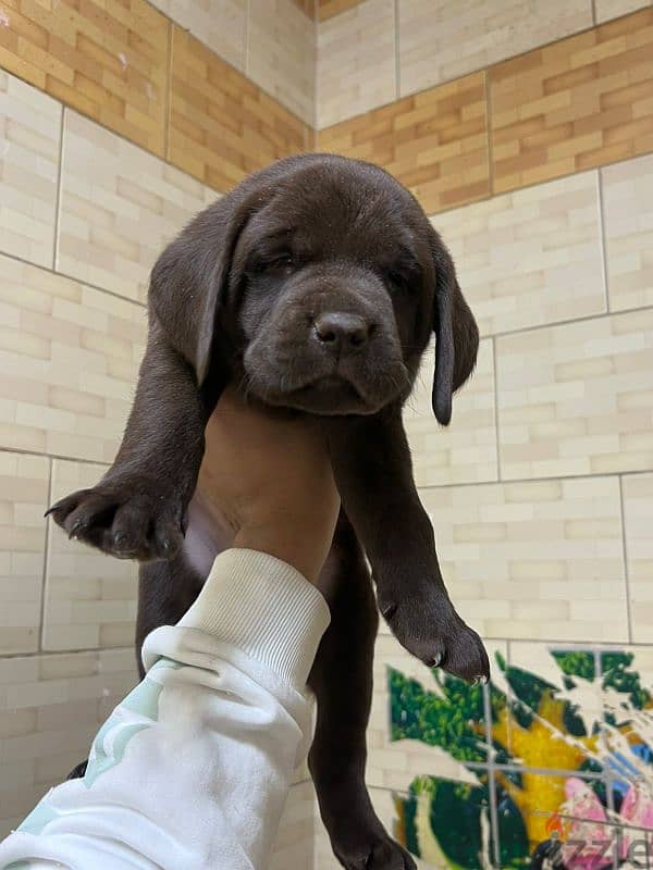 female chocolate labrador 2