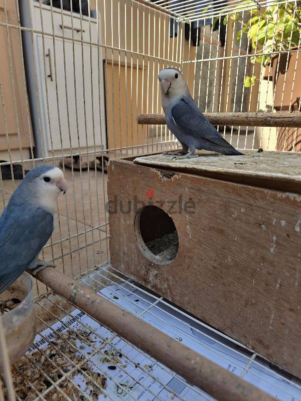 African Love Birds & Cage 1