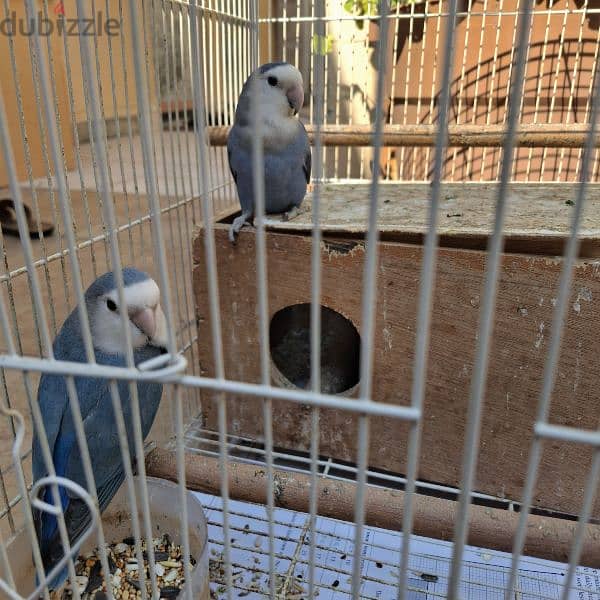 African Love Birds & Cage 4