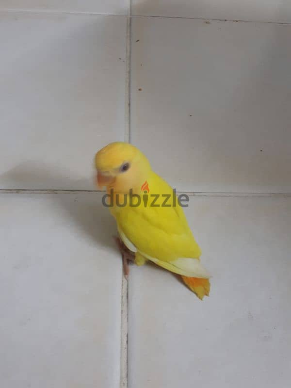 love bird for sale 0