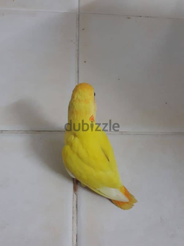 love bird for sale 1