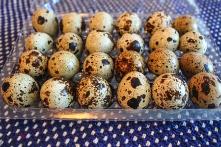 quail eggs for sale