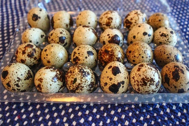 quail eggs for sale 0