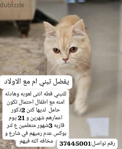 لتبني for adoption