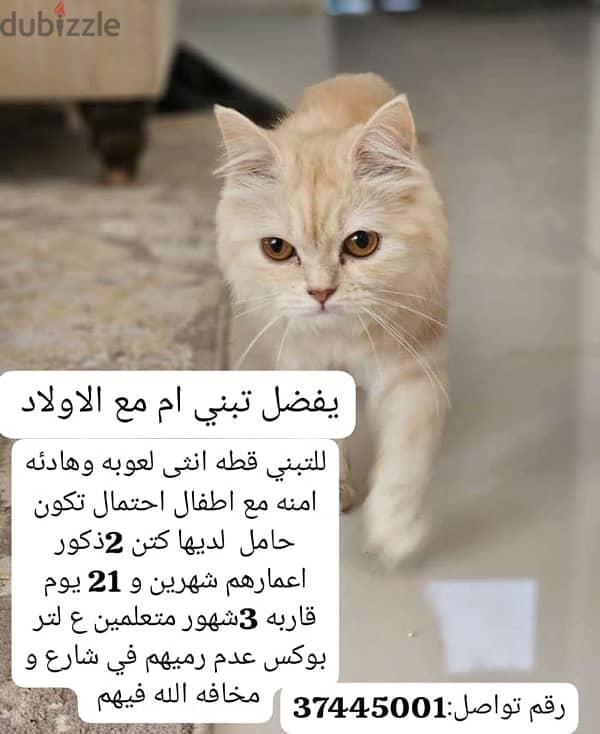 لتبني for adoption 0