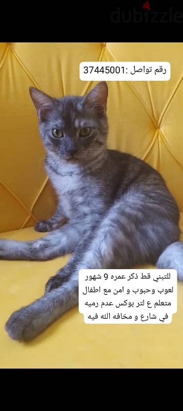 لتبني for adoption 2