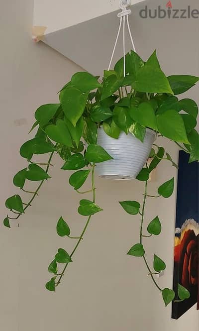 Money plant for sale