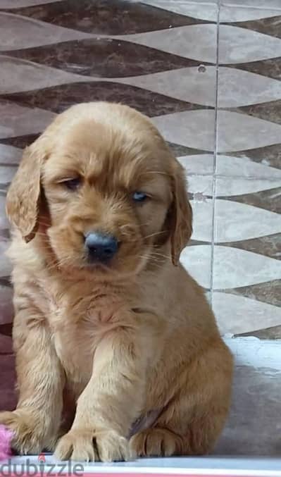 golden retriever male and female