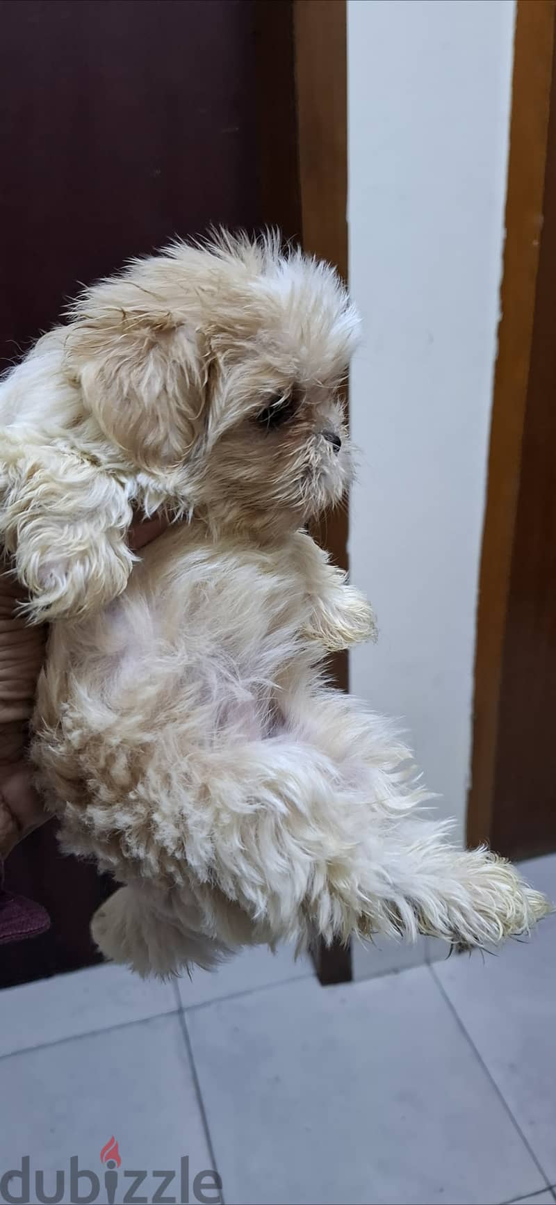 Male / Female Shihtzu 1