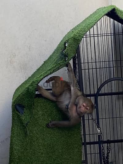 monkey for sale 1 and half years old he play and he is boy