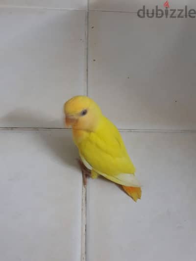 tamed love birds urgent for sale