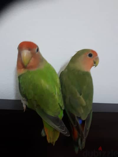 love birds for sale