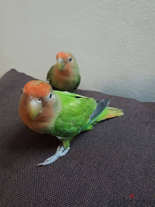 love birds for sale 1