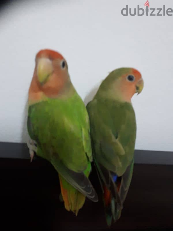 love birds for sale 5