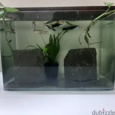 platy fish (green shining black) rare platy gish