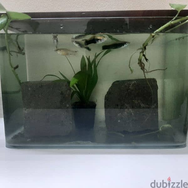 platy fish (green shining black) rare platy gish 0