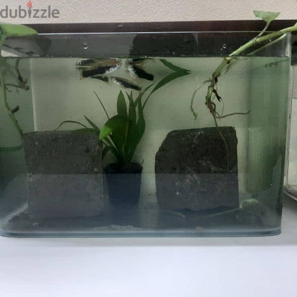 platy fish (green shining black) rare platy gish 2