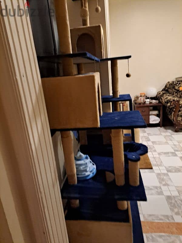 cat house 1