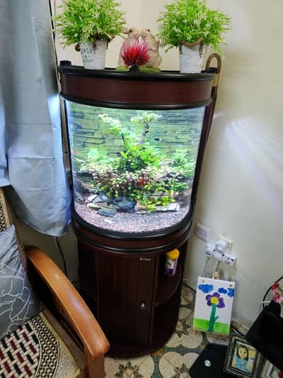 Planted Aquarium BD55