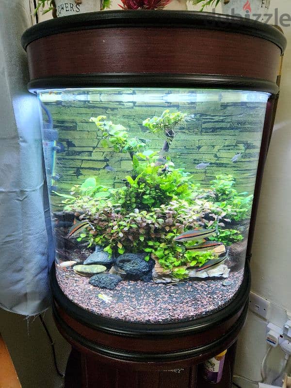 Planted Aquarium BD55 1